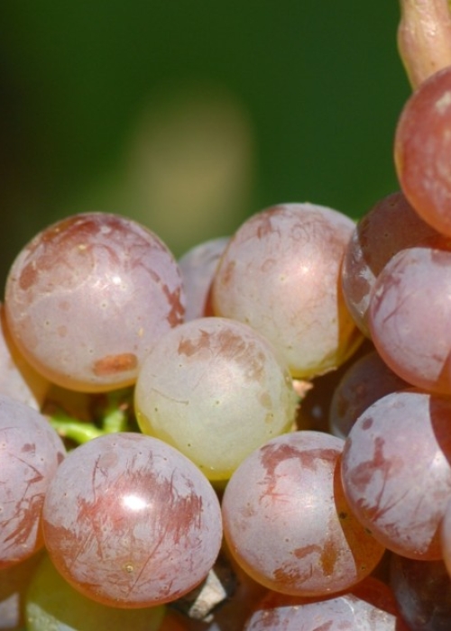 Chardonnay rosee Gm 1 d